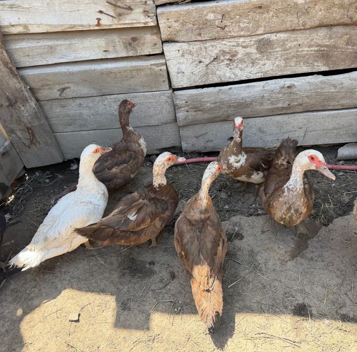 Домпшние утки самки самцы продажа