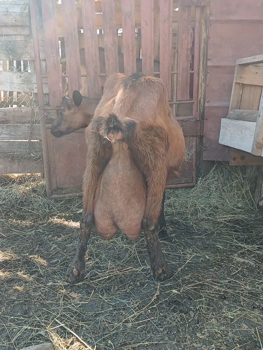 Iezi alpina franceza