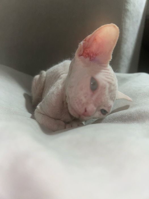 Котенок сфинкс браш
