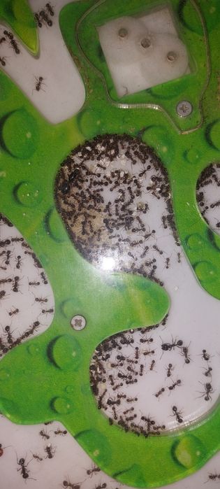 Продам муравьиную ферму, мессор структор