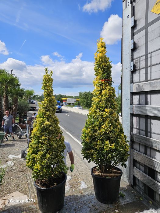 Plante ornamentale