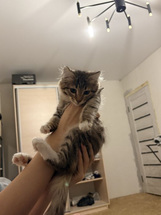 Котенок девочка бесплатно