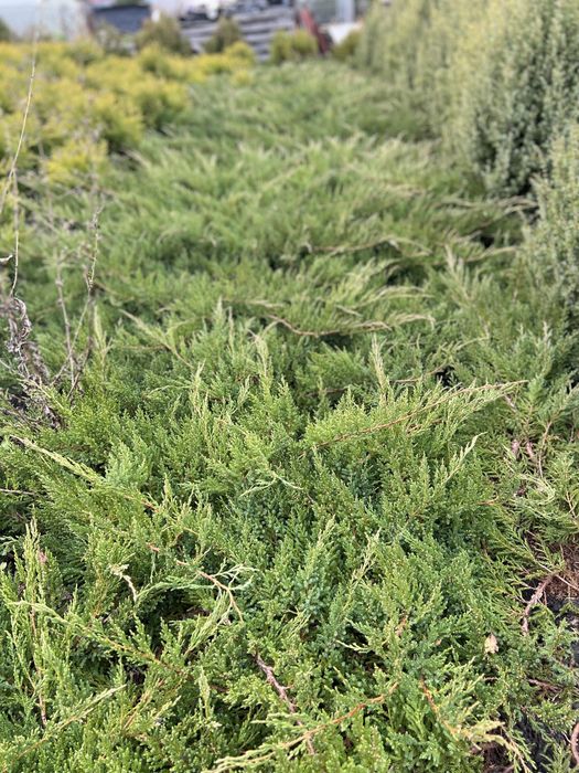 Vand tuia en gros din pepiniera proprie