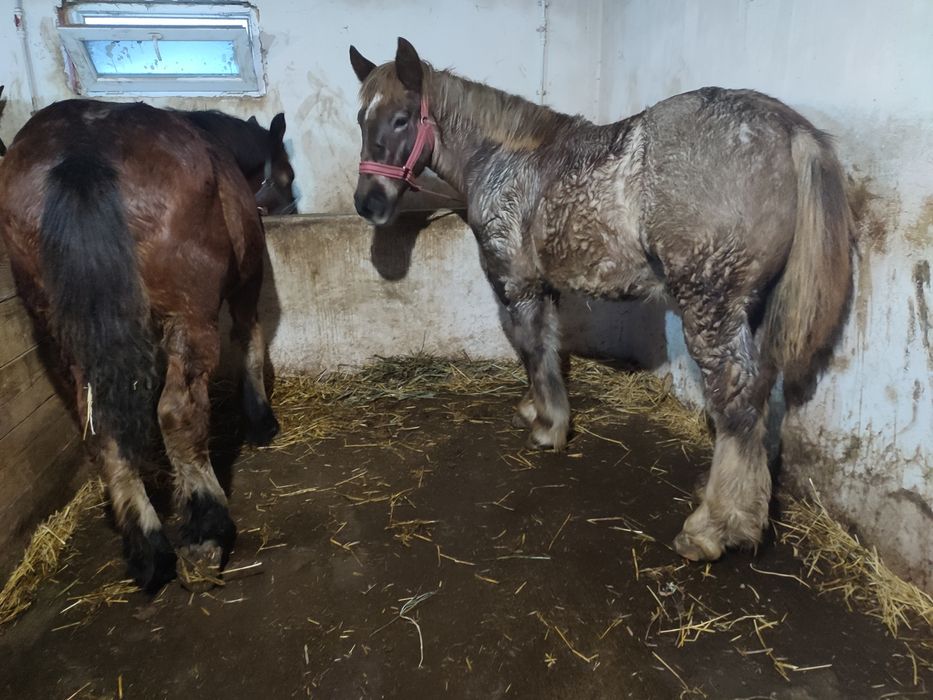 vand mânji frumoși