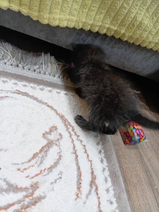 Котёнок мужского пола