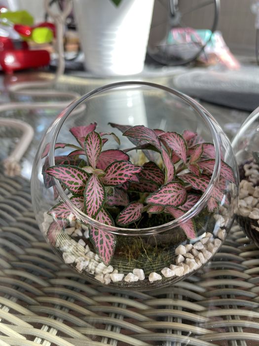 Terarii cu Plante Suculente