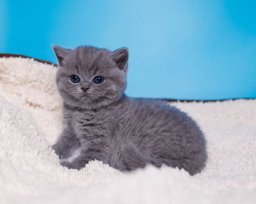 Британские котята голубого окраса