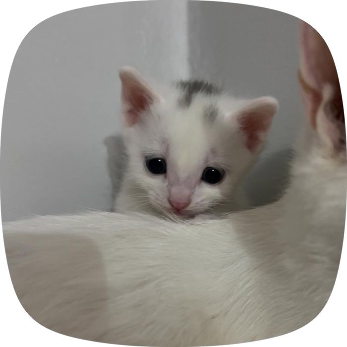 Маленькие котята ищут свой дом