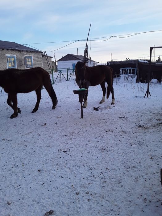 Продам лошадь верховую