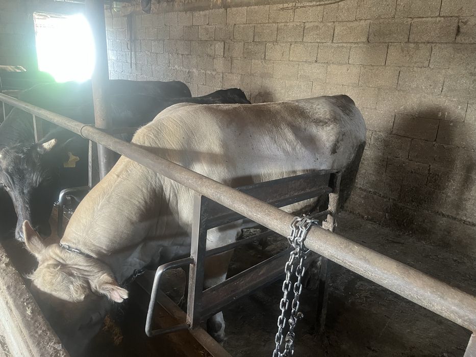 Уш жасар бука сатам