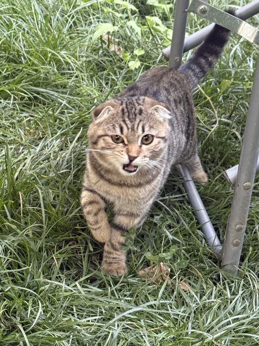 Котенок в добрые руки