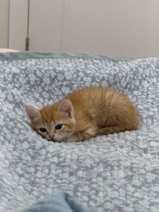 Маленький котёнок