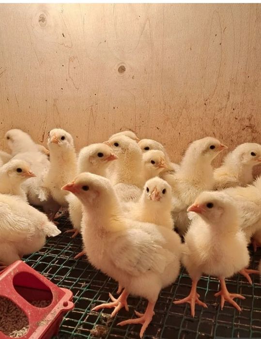 Продам цыплят породы Адлер