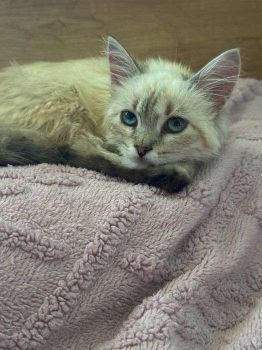 Отдам в добрые руки котенка девочку