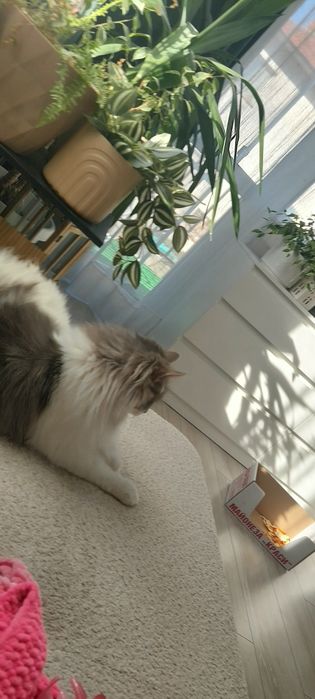 Подарявам коте на 50 дни