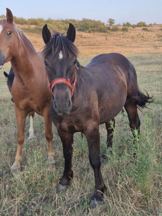 Manz negru de vanzare