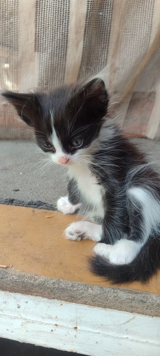 Отдам котят в хорошие ручки