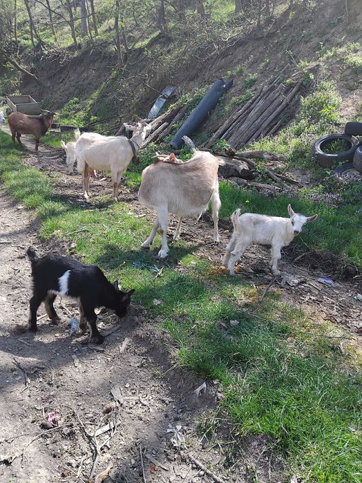 Vand țap alpin francez +capre spaniole