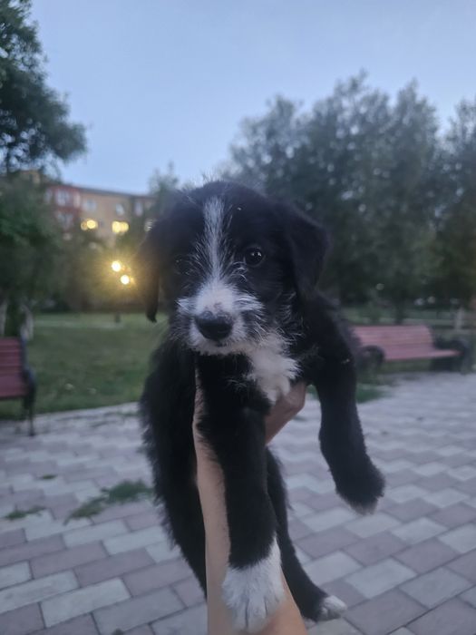 Отдам щенка в добрые руки