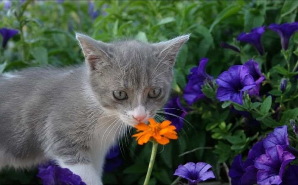 Котята в добрые руки