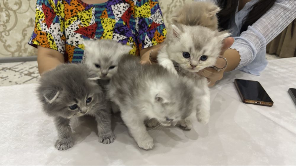 Scottish Fold zotli