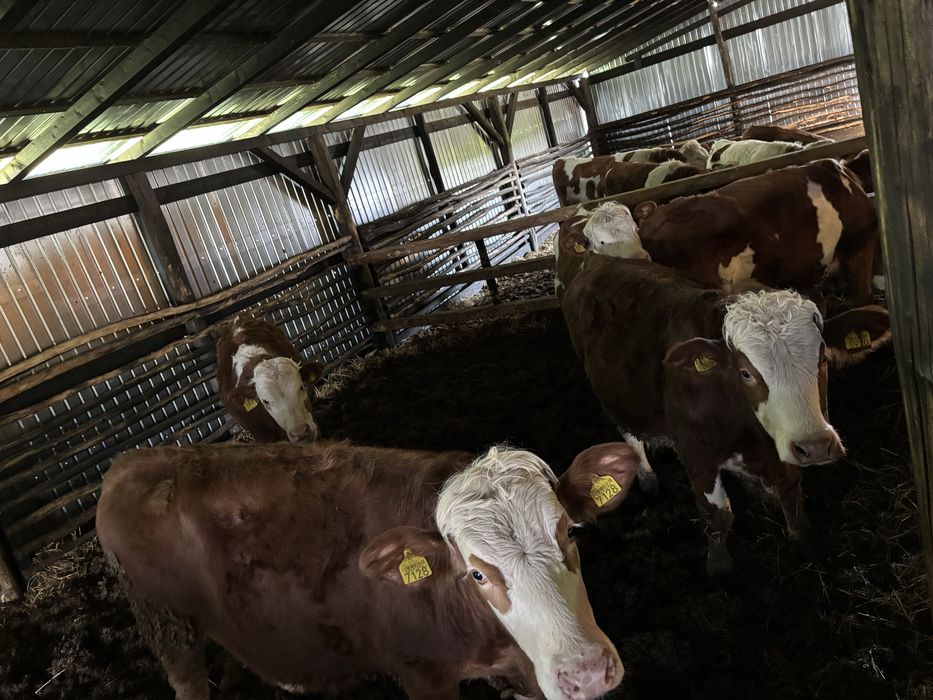 Vand 10 juninci si 1 taur