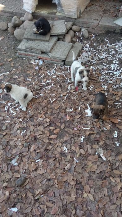 Отдам щенят бесплатно