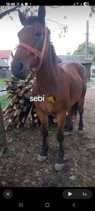 De vanzare cal castrat de 6 ani cuminte ascultator bun de ham