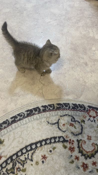 Отдам котенка 1 мес девочка