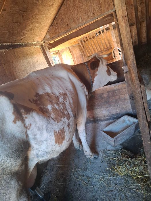 Vaca si vitea de vânzare!