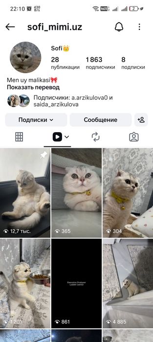 Серебристая шиншилла