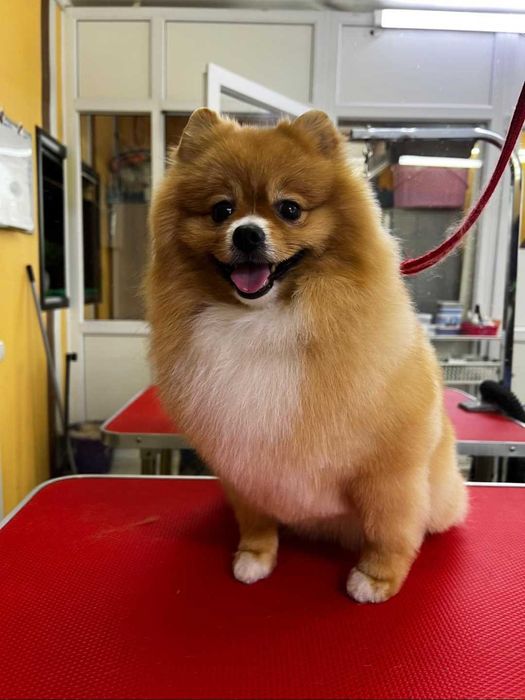 Ищем подружку для нашего мальчика