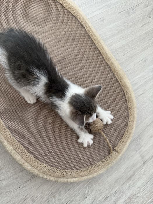 Отдам котенка в добрые руки. Мальчик.