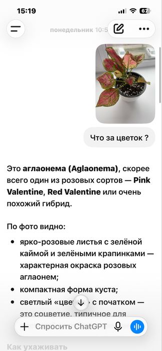 Продам комнатные цветы