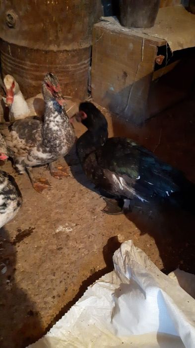 Индаутки крупные