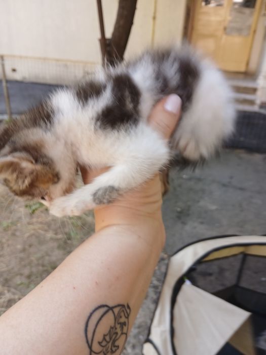 Un pisoi dragalas pentru adoptie