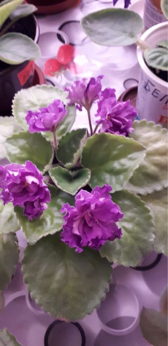 Продам фиалки