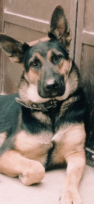 Готовятся к продаже щенки овчарки