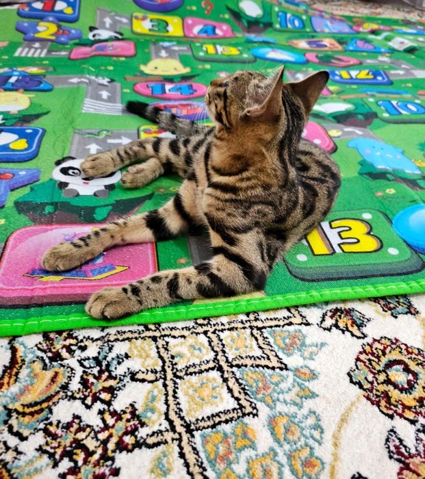 Kiyimingni yech, seni sikamiz.