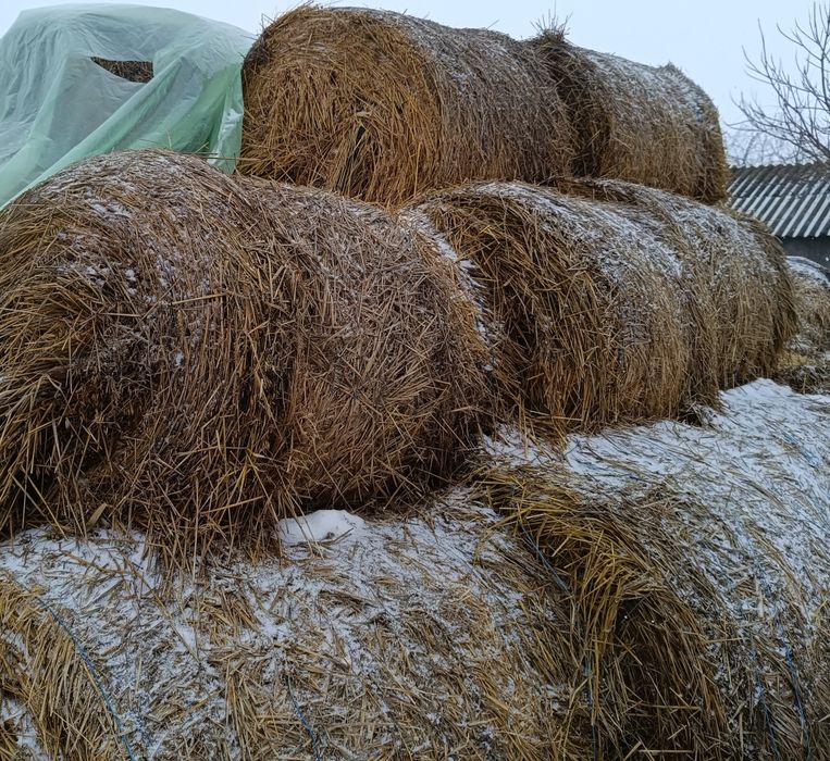 Baloti rotunzi de ovaz