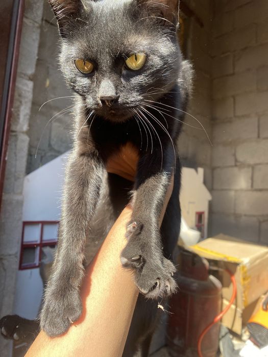 Отдаю кота. 1 год.