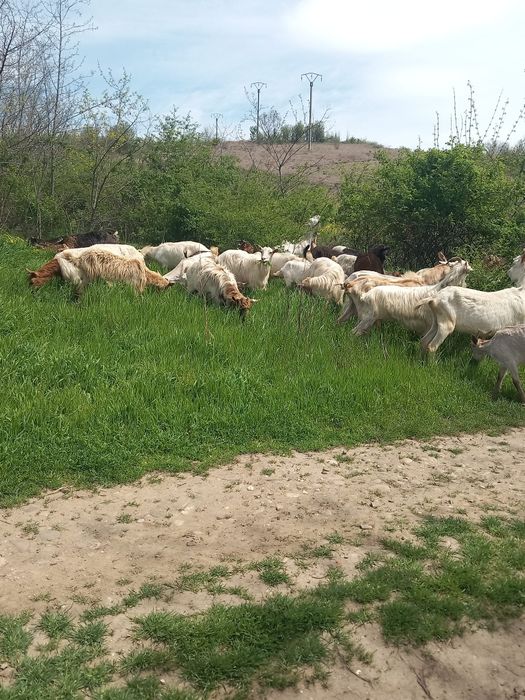 Vând 34 de capre cu lapte
