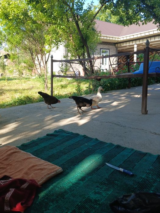 O‘rdak va tovuqlar