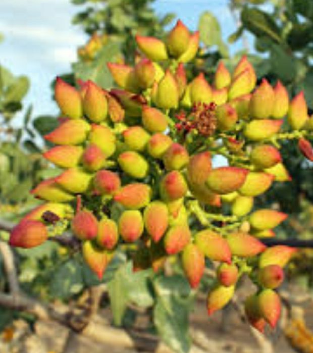Pomi Fructiferi Exotici (Fistic Diferite Soiuri )