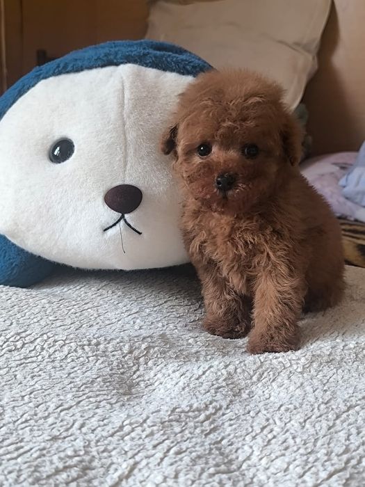 Карликовый пудель