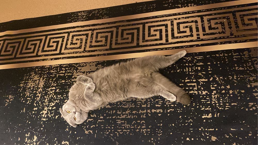 Отдам кота в добрые руки