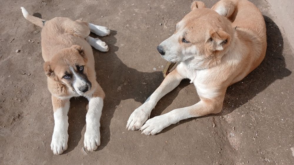 Осы кушык Сатылады