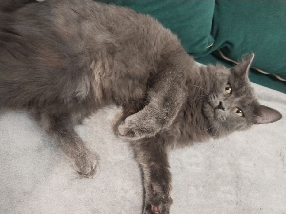 Кот 6 месяцев чистый