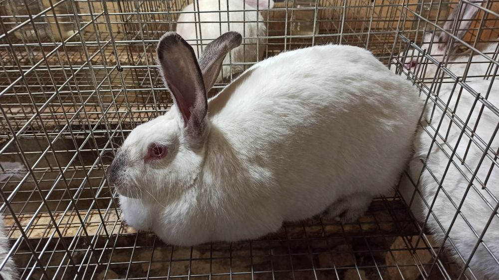 Assalomu alaykum Kaliforniya zotli quyonlar sotiladi. Narxi 350 soʻmda