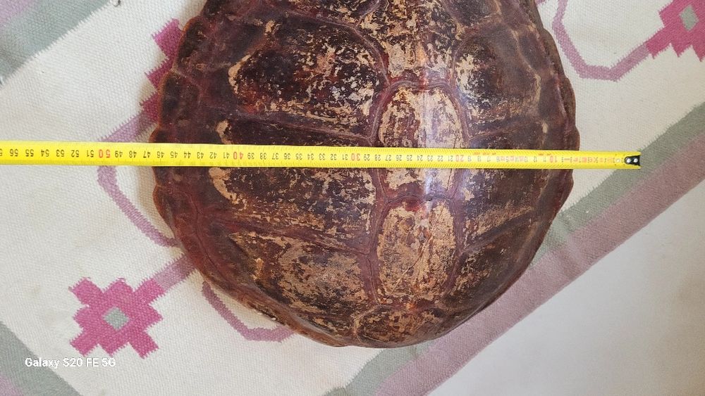 Голяма декоративна автентична коруба черупка от костенурка